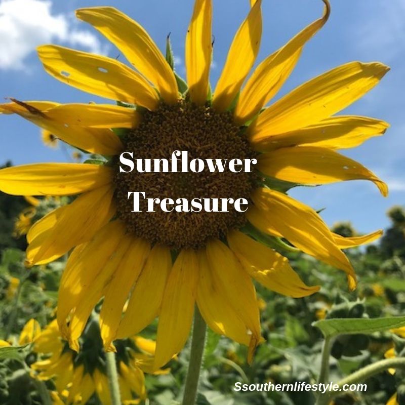 Sun, Fun and Sunflowers