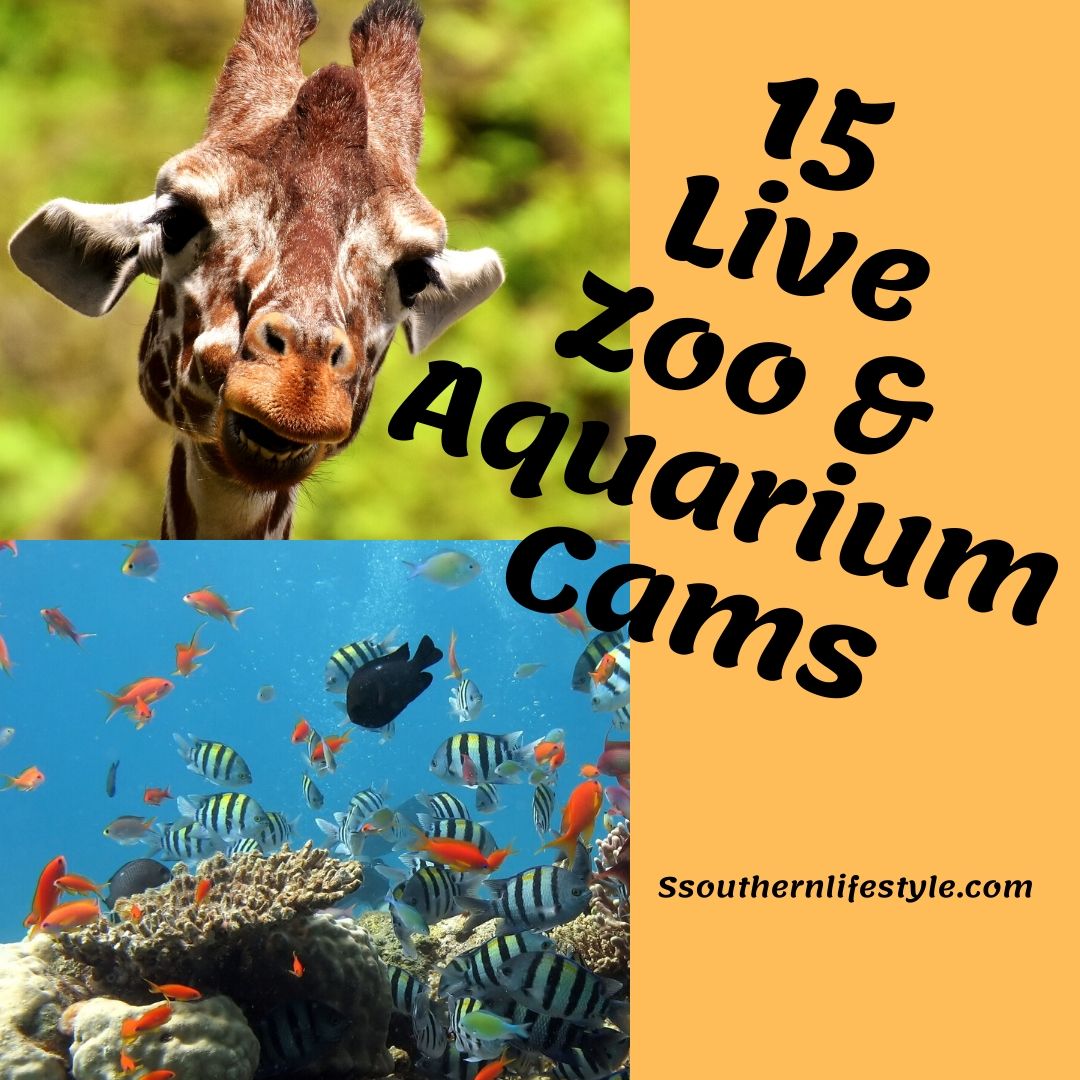 live cameras for zoos and aquariums animals