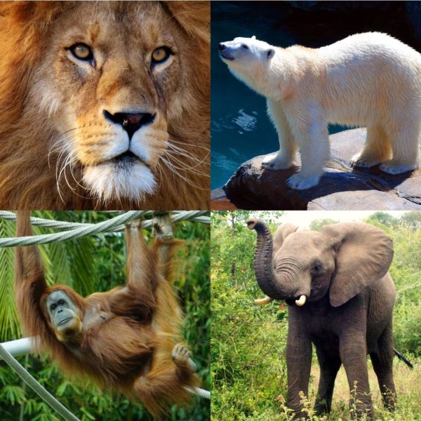 Zoo animals | SsouthernLifestyle