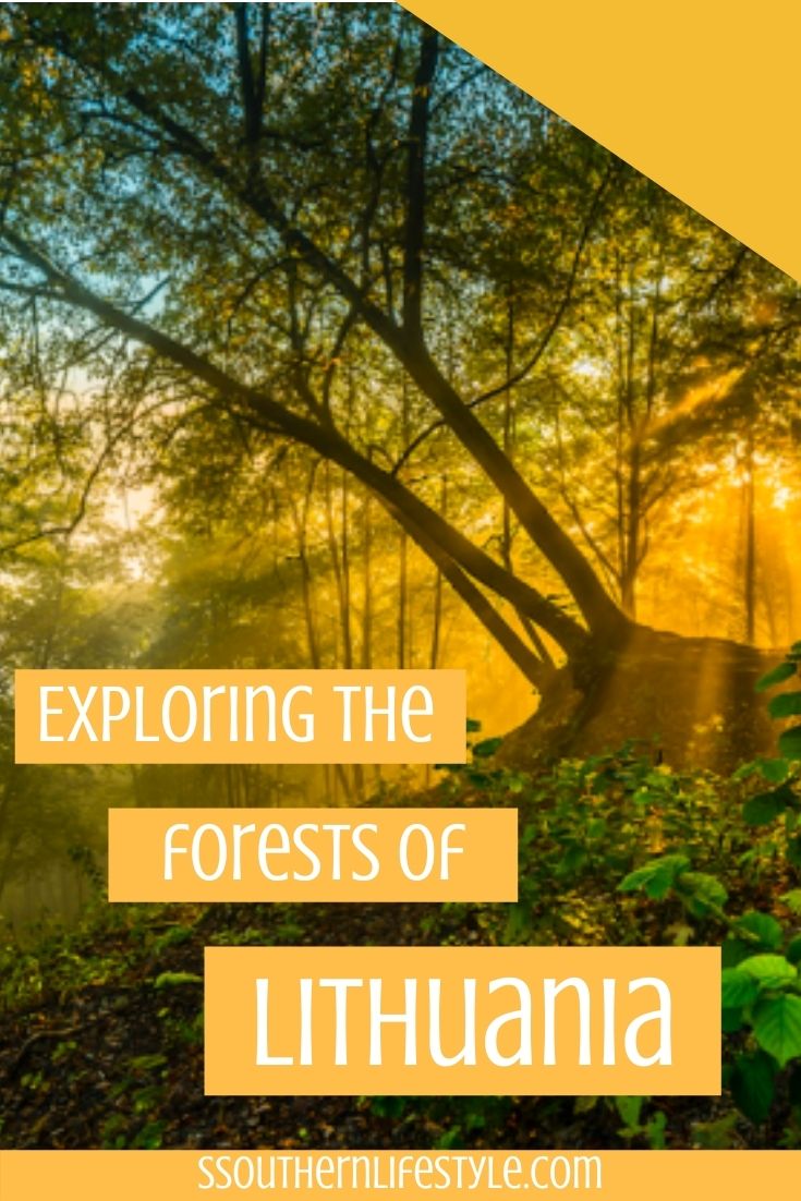 Seven ways to explore the forests of Lithuania